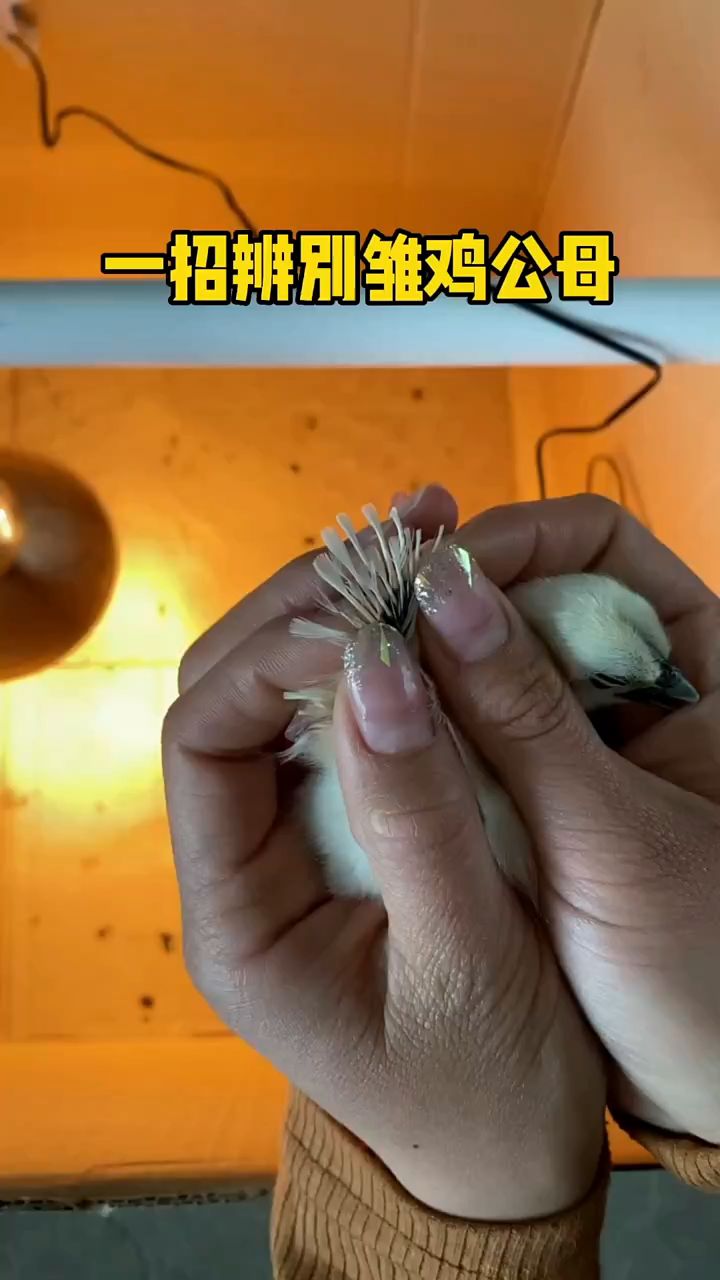 一招教你辨别小鸡公母