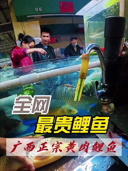 广西特有黄肉鲤鱼