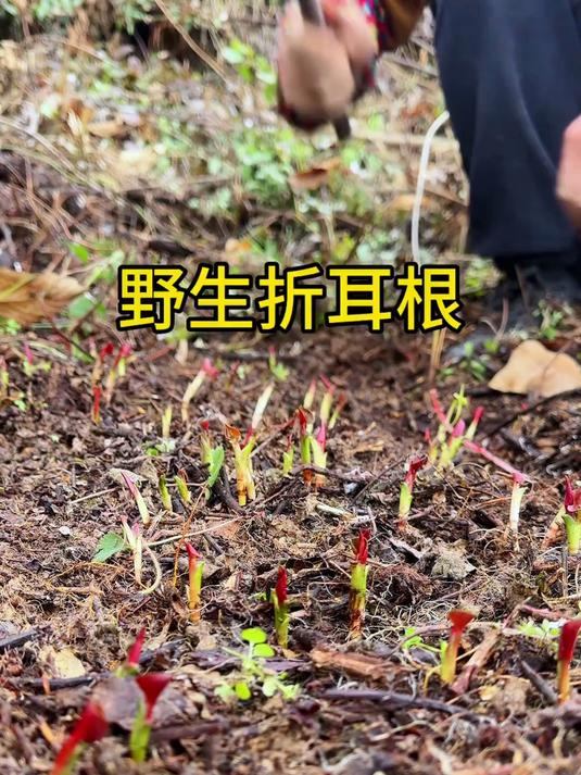 春天的第一顿野菜野生折耳根,只有四川人才吃得来的野菜