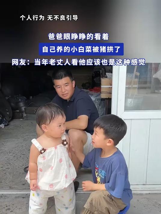爸爸眼睁睁的看着自己养的小白菜被猪拱了
