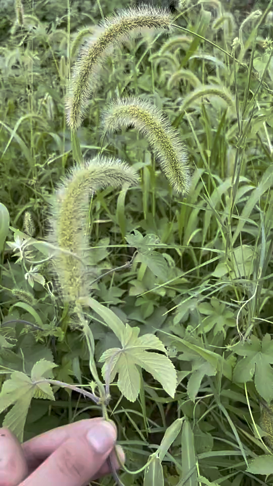 发现两个常见的草药:葎草、狗尾巴草你可知道狗尾巴草可以有什么妙用