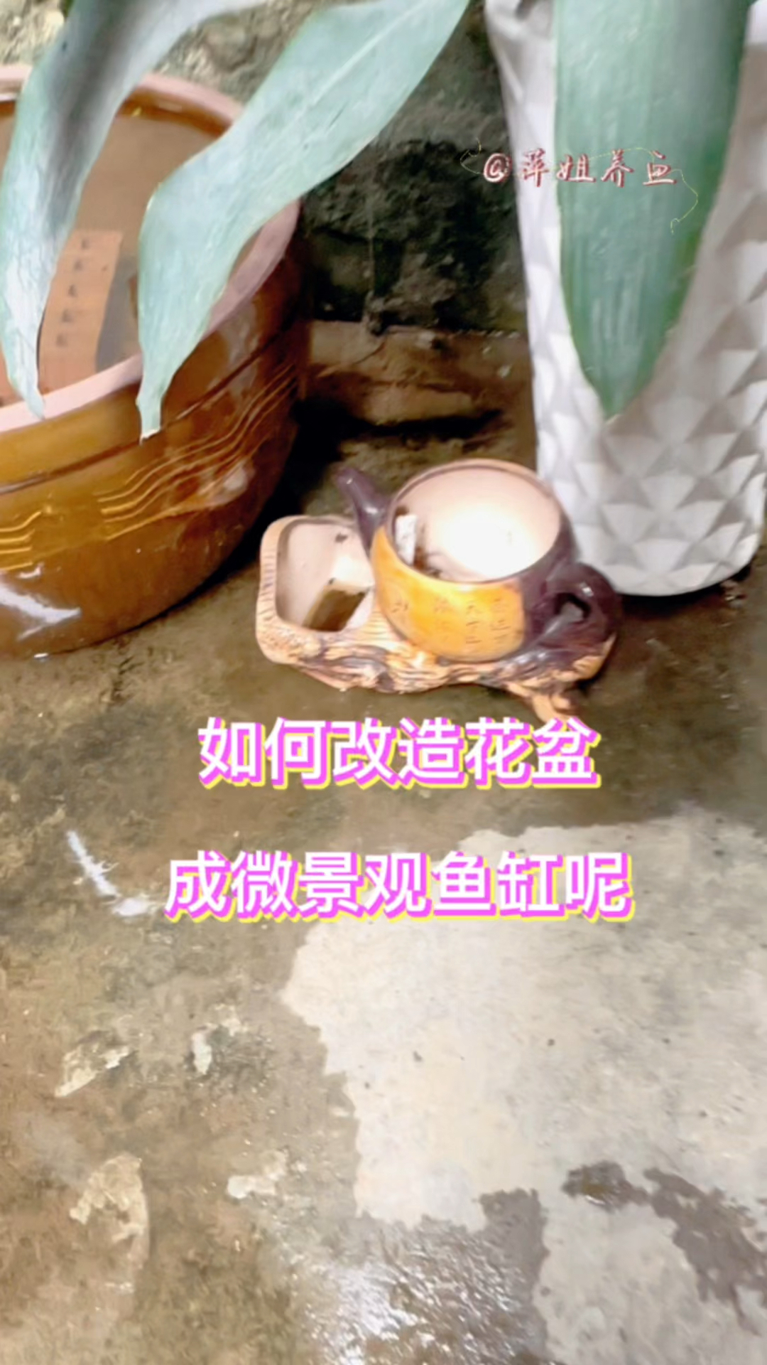 如何改造花盆成微景观鱼缸呢#水族 #鱼缸里的大自然 #养鱼日记