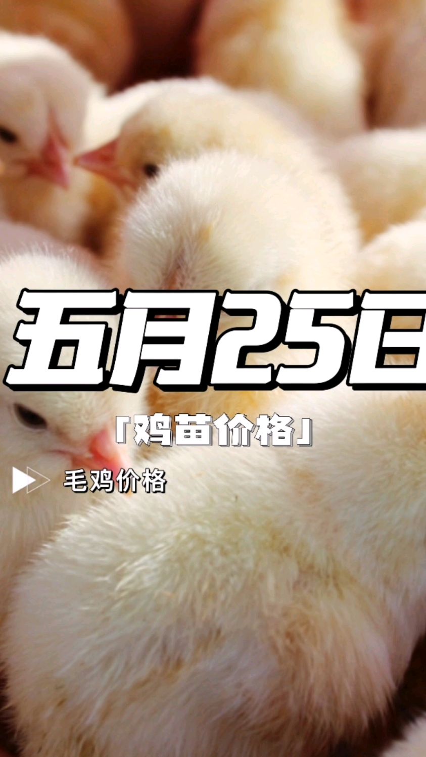 鸡苗价格 鸡苗价格今日行情 鸡苗价格对肉鸡价格的影响 鸡苗价格报价 鸡苗价格最新行情