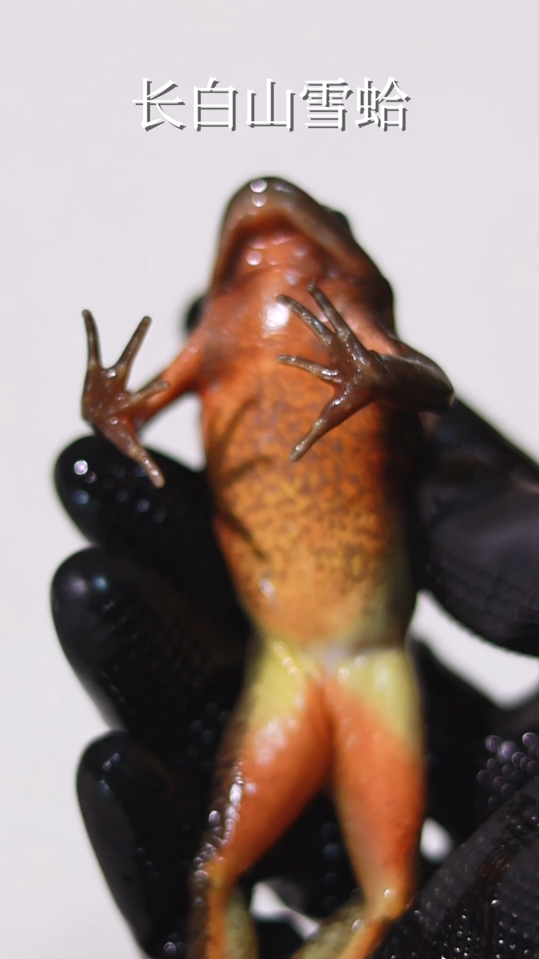 长白山雪蛤炖海参,再加上冰糖大枣枸杞莲子百合,味道太盖了