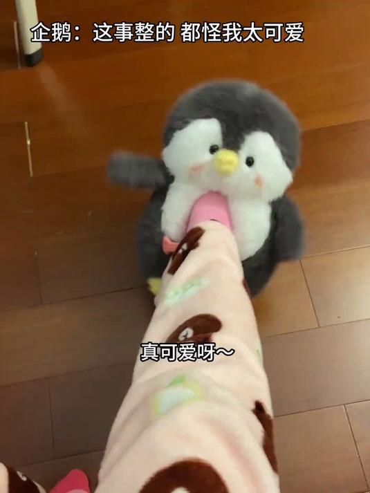 要被舍友笑死，都怪小企鹅太可爱了