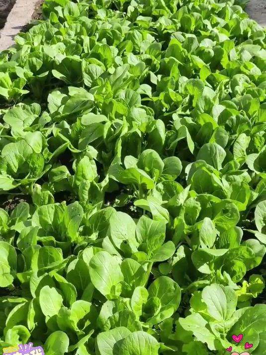 在小院里种植奶油小白菜收获的不仅是新鲜蔬菜,更是一份生活情趣