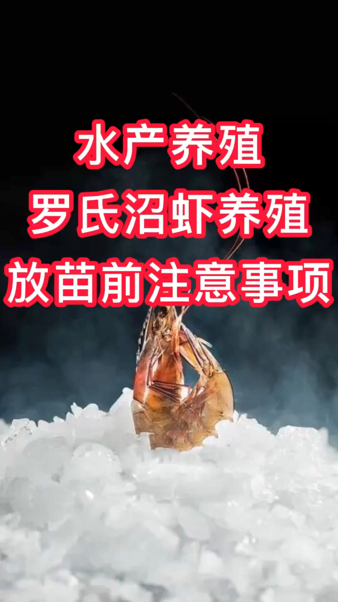 水产养殖小知识—罗氏沼虾养殖放苗前注意事项