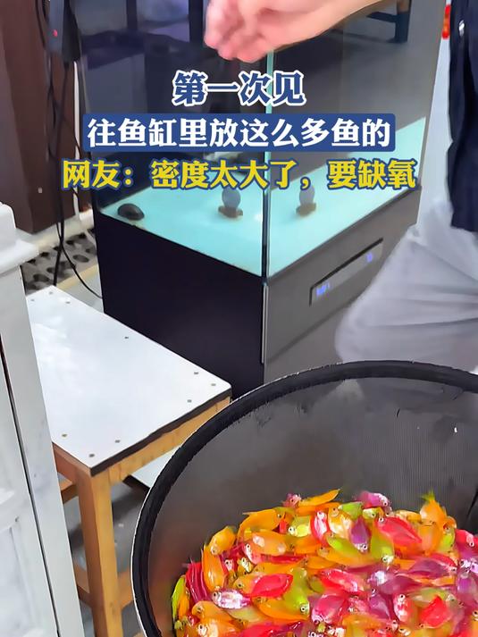 第一次见往鱼缸里放这么多鱼的,网友:密度太大了,要缺氧