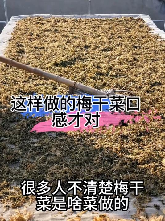 什么样的梅干菜才是好的梅干菜