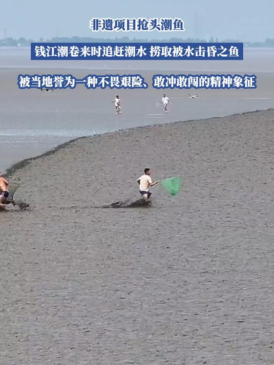 非遗项目抢头潮鱼,钱江潮卷来时追赶潮水,捞取被水击昏之鱼
