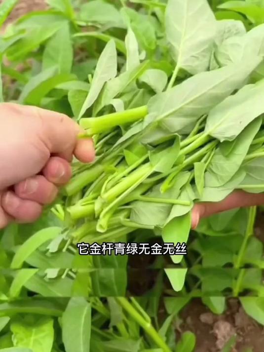 菜园明星品种,三叉空心菜籽抗倒伏,台风天不怕折