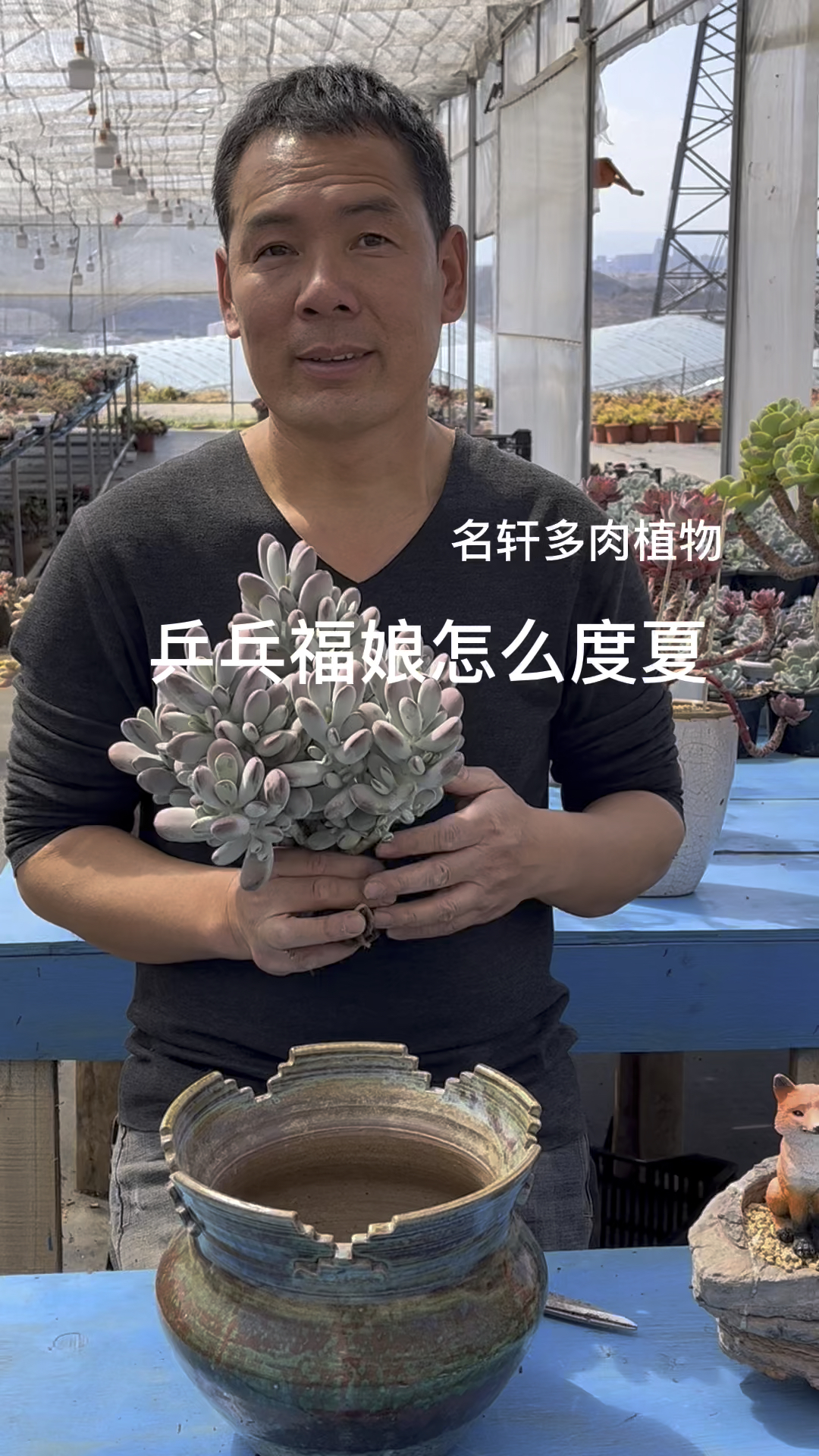 多肉植物乒乓福娘怎么养