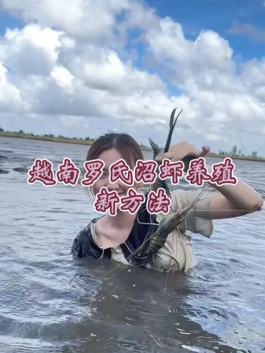 越南养虾新方法!罗氏沼虾,原来可以这样养!