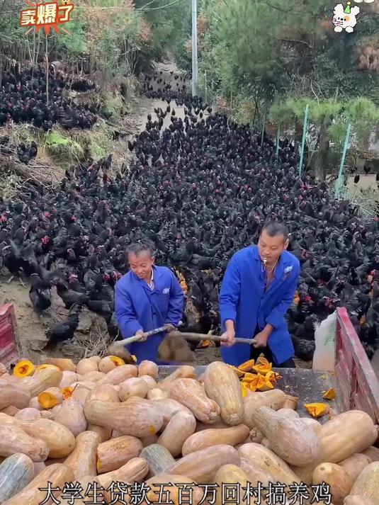 高山散养五黑鸡下的绿壳鸡蛋