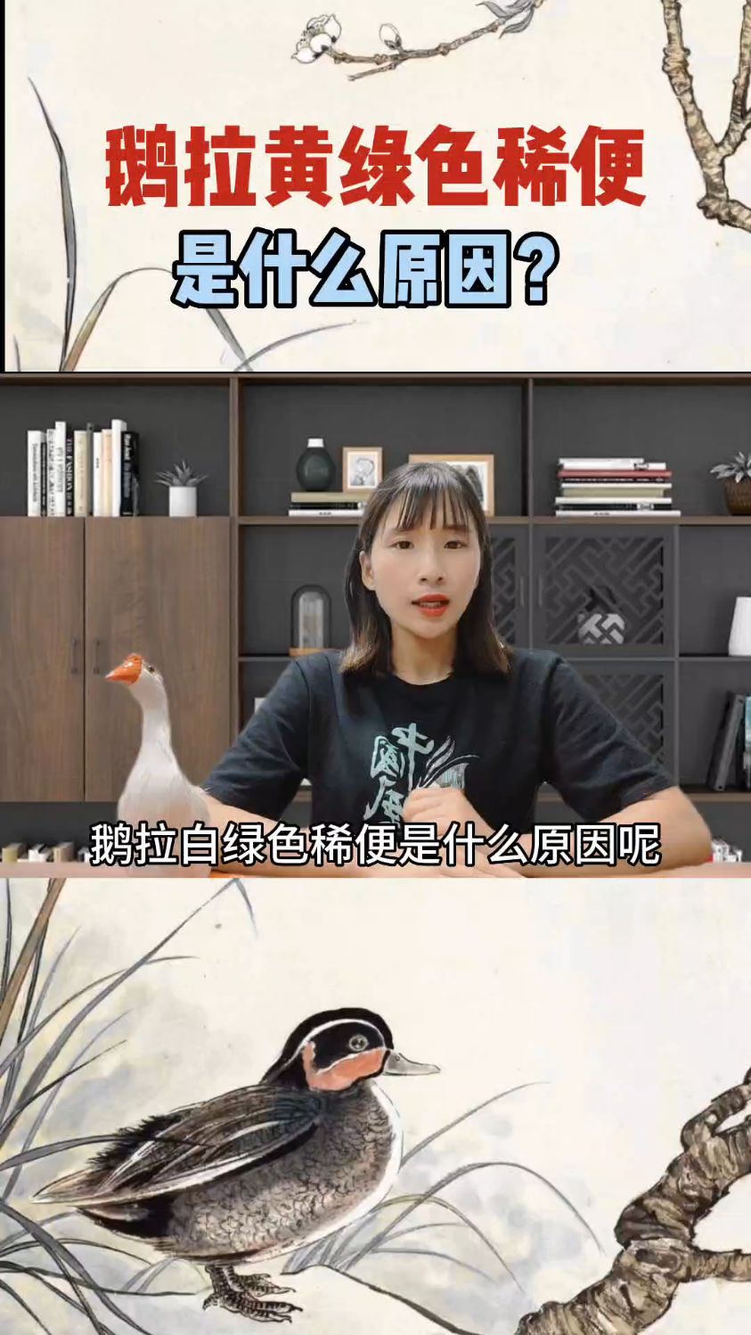 鹅拉白绿色稀便是什么原因?