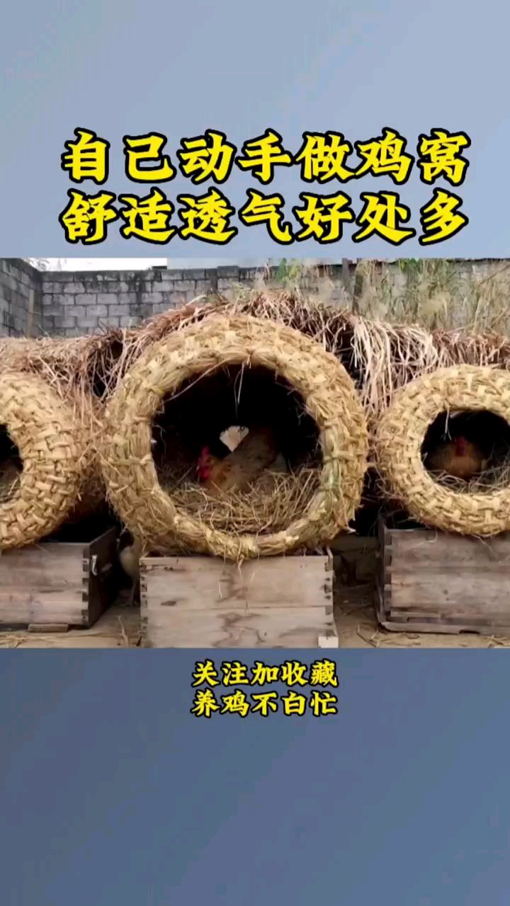 自己动手做鸡窝舒适透气好处多