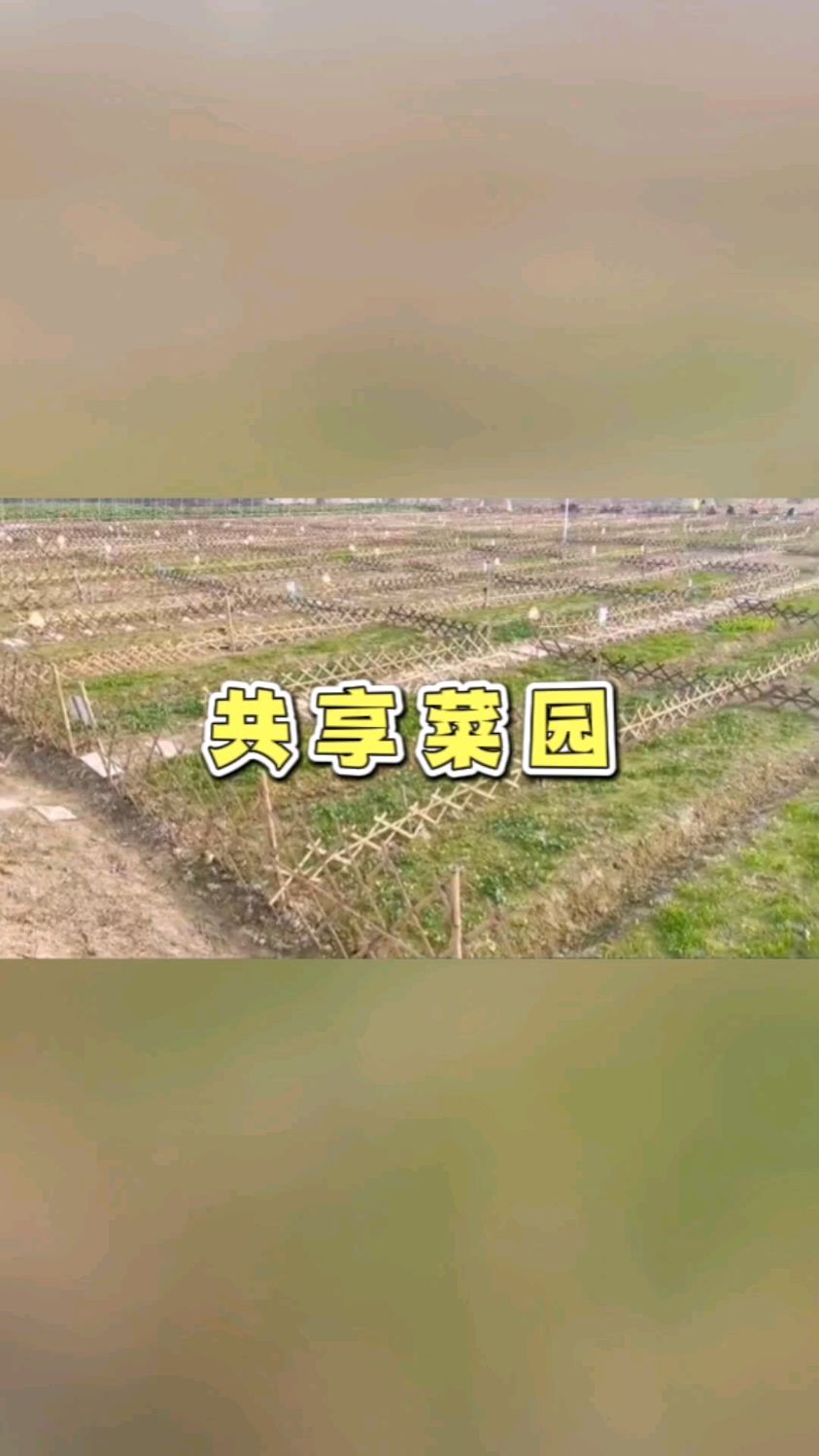 浙江衢州一米菜园,5亩地轻松赚20万