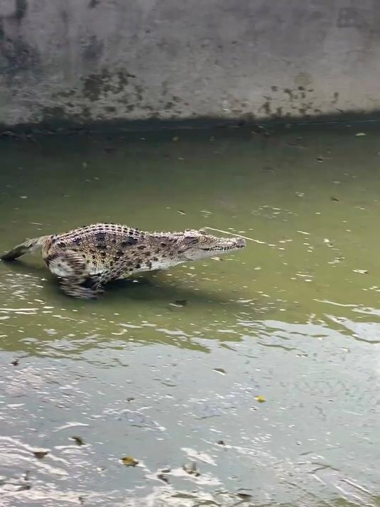 分享科普11种鳄鱼,你见过哪种?