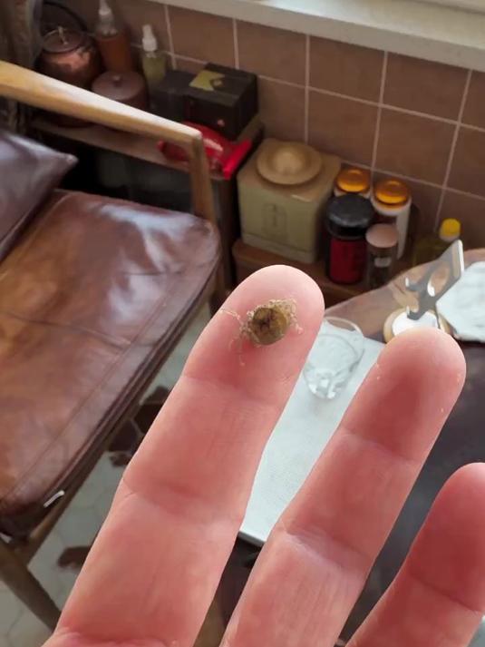 已经能分出公母了