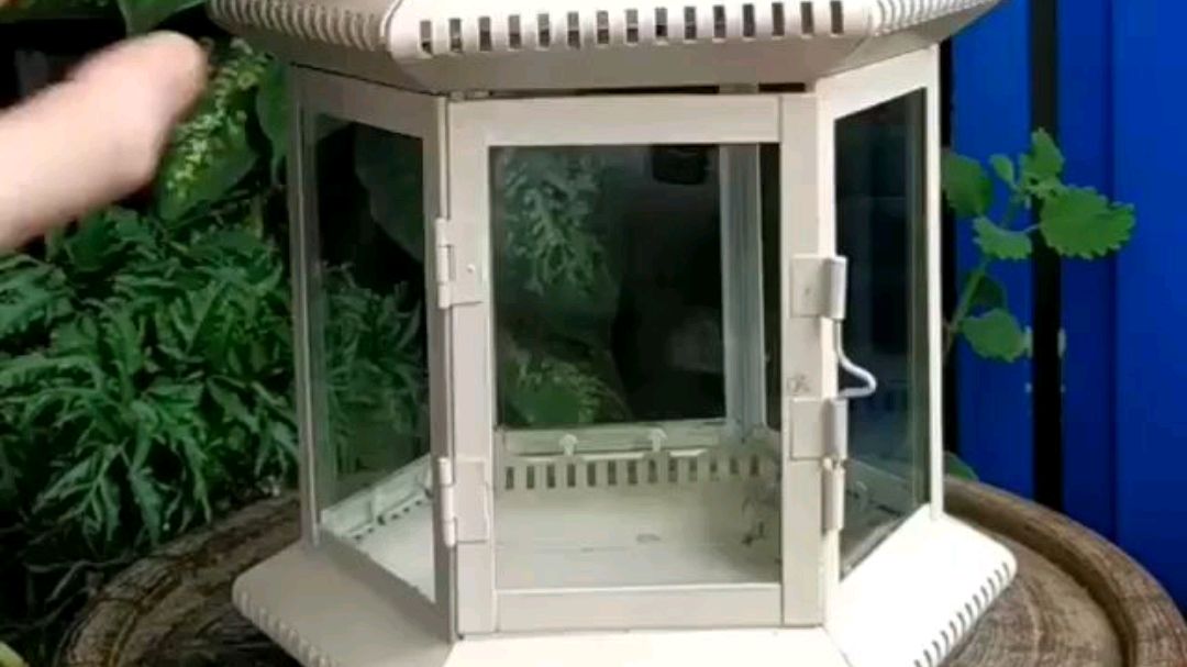 圣诞节到了,给多肉植物换新家#多肉植物# 
