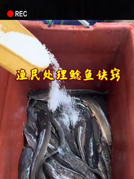 处理鲶鱼别只会刮鳞,撒盐才是去腥关键