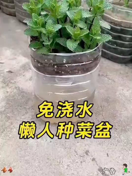 废瓶子变废为宝,做实用的花盆种菜盆!