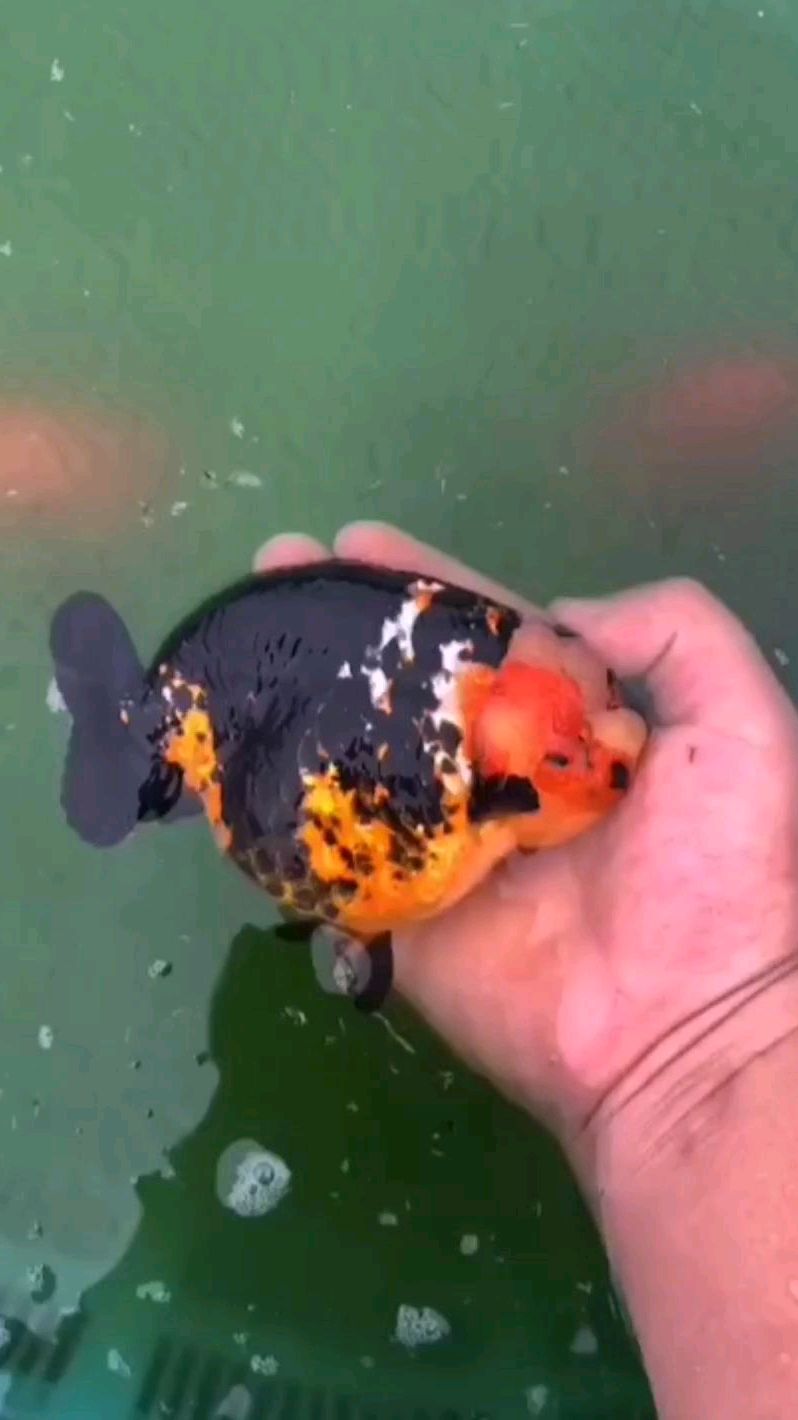 标准的国寿体型。重墨虎纹兰寿