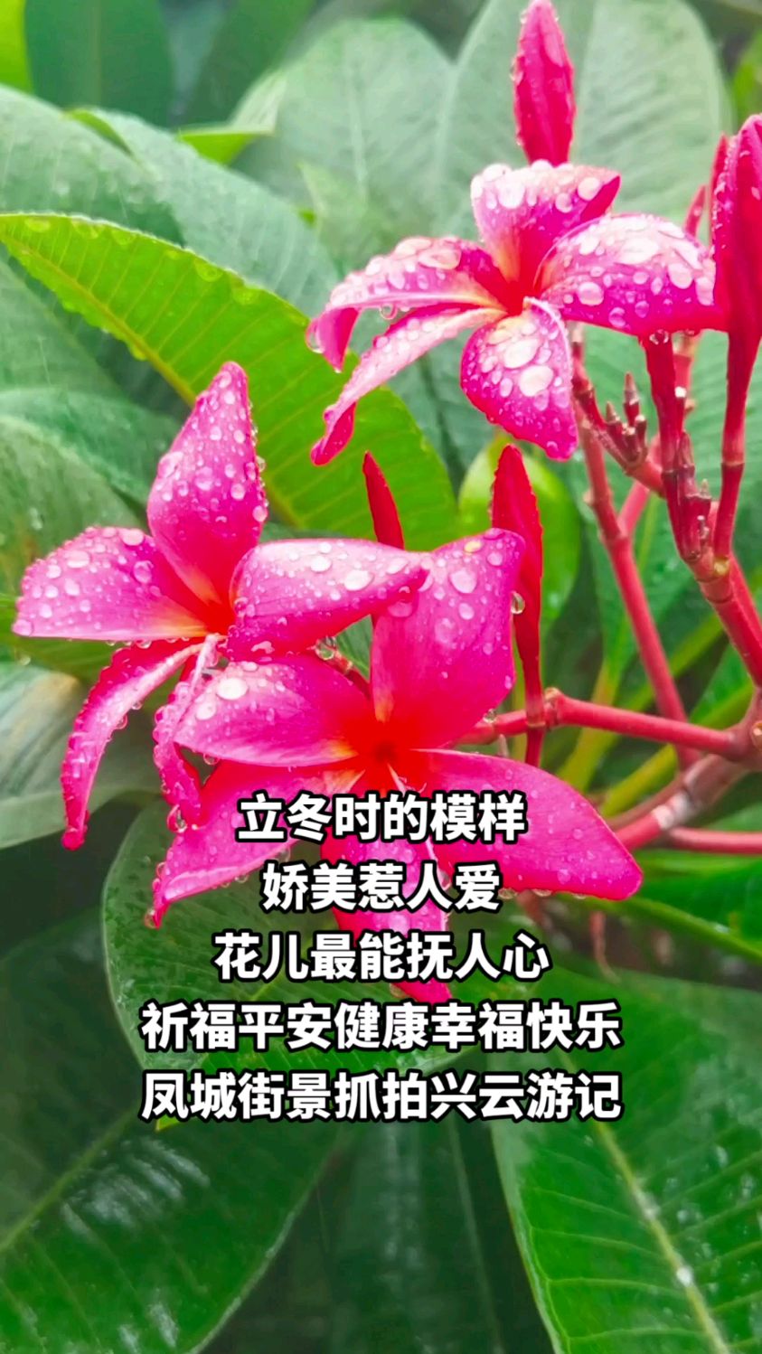 立冬日红鸡蛋花太靓了