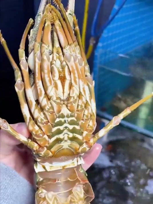 鲜冻小青龙虾,宴客硬菜,上桌秒被抢光!