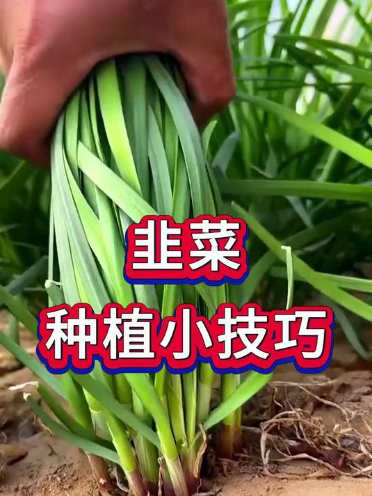 韭菜种植的小技巧
