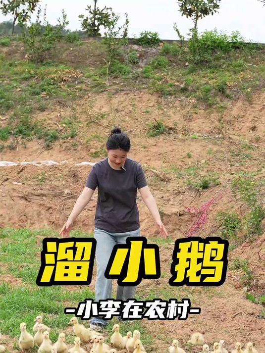 40. 太可爱太萌了吧 我的乡村生活 小鹅 小李在农村