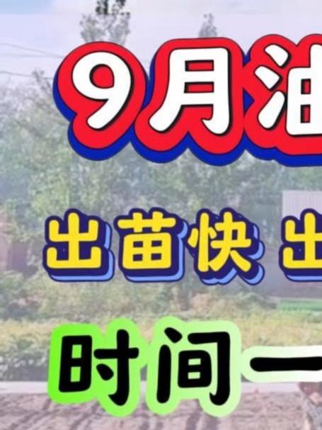 9月油菜种植出苗快出苗齐 时间一定不能错