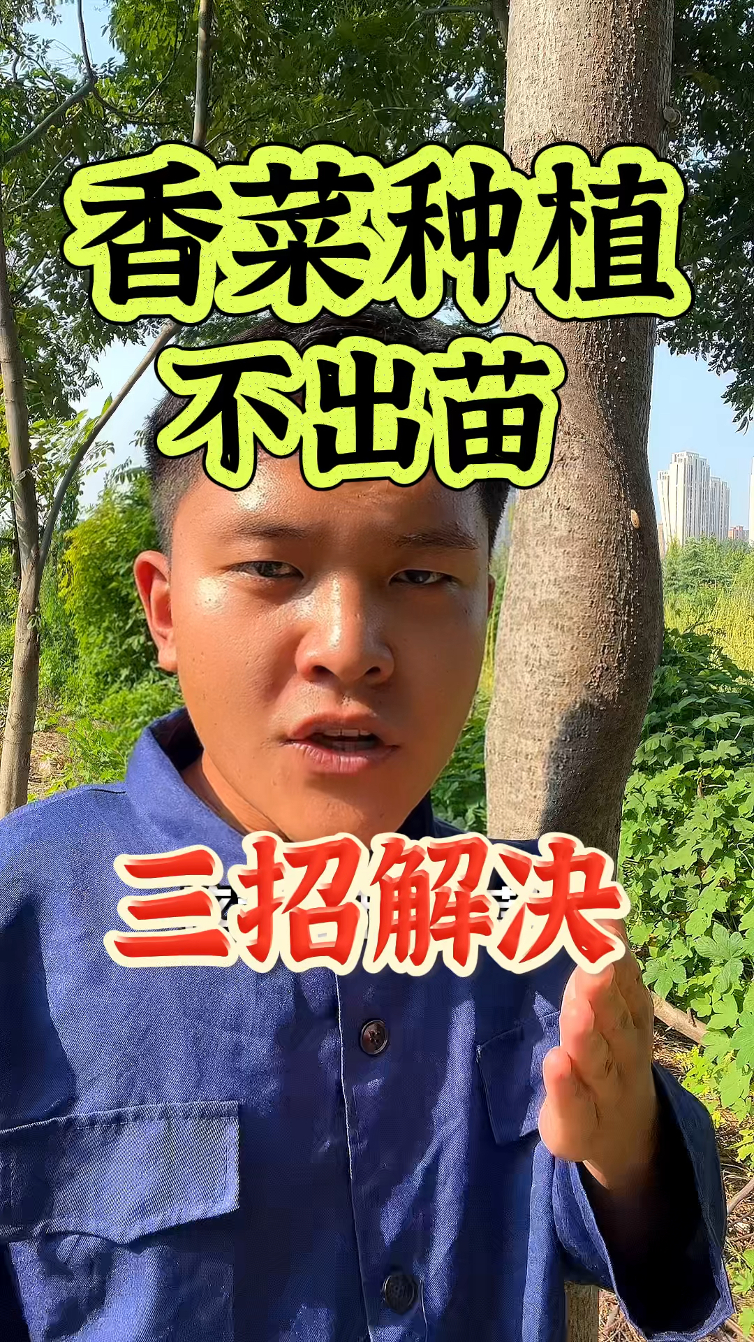 香菜种植,不爱出苗,教你们三招来解决