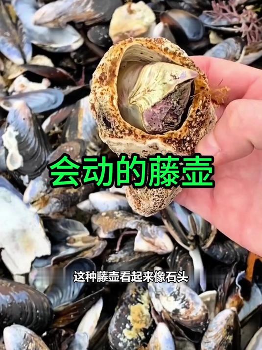 鲸鱼跳出水面只为它?揭秘海洋寄生虫藤壶的秘密,颠覆你的认知!