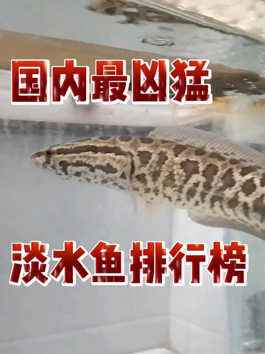 国内最凶猛淡水鱼排行榜