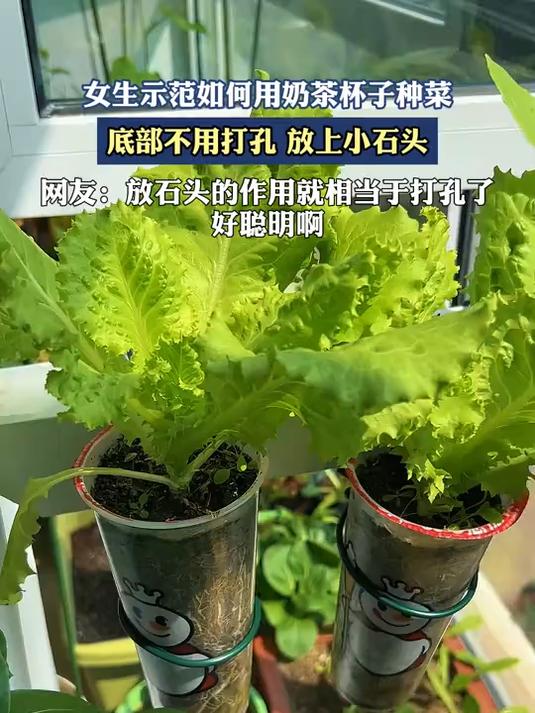 女生示范如何用奶茶杯子种菜,底部不用打孔,放上小石头