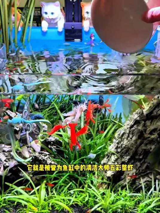 新手养鱼必看!五彩鳌虾美又好养,鱼缸水质佳
