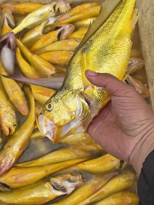 今天出海运气超级好，鱼获全程狂拉非常爽，黄花鱼爆箱了