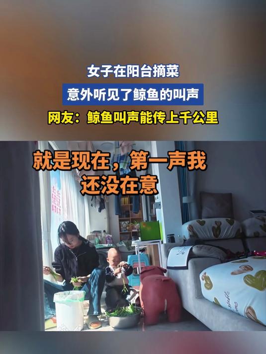 女子在阳台摘菜,意外听见了鲸鱼的叫声