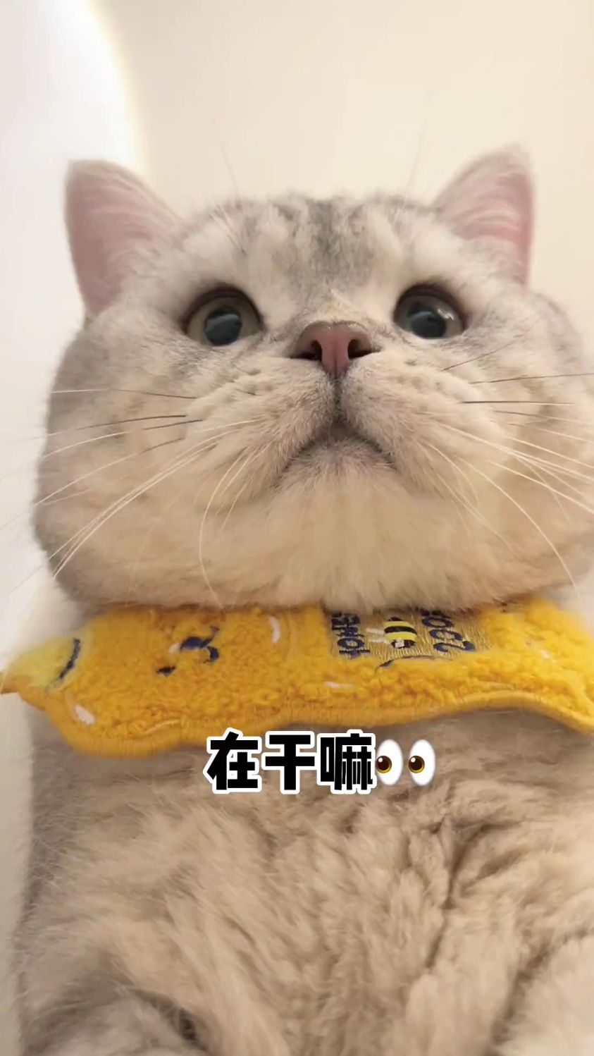 高清动态壁纸 可爱猫