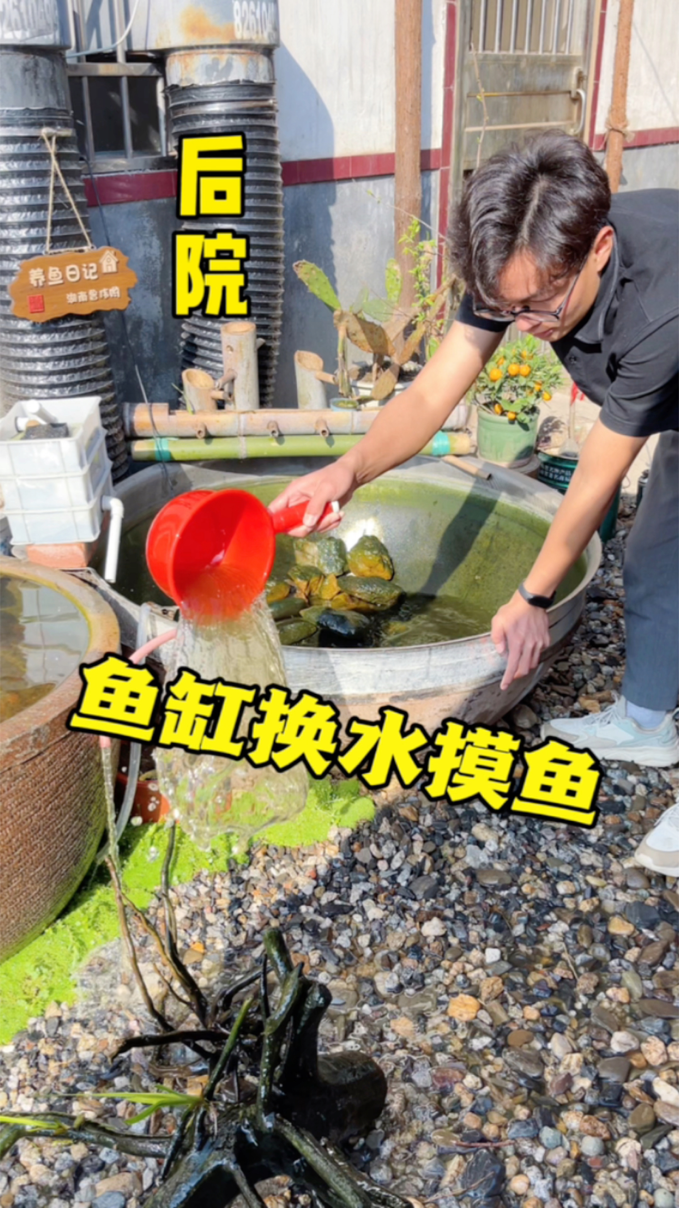 后院鱼缸重新改造,效果比之前更好看