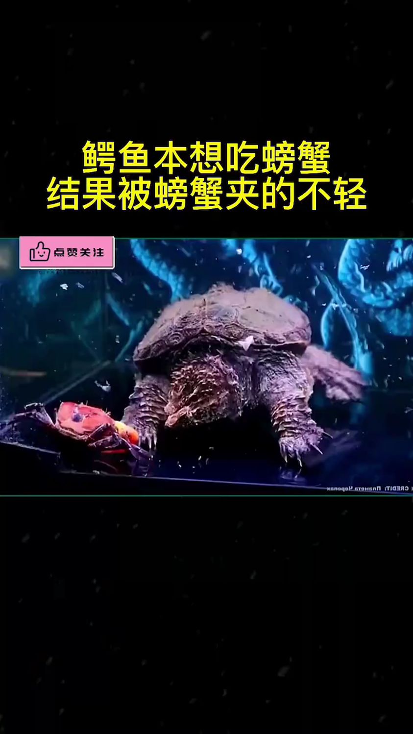 鳄龟本想吃螃蟹,结果被螃蟹反伤了。