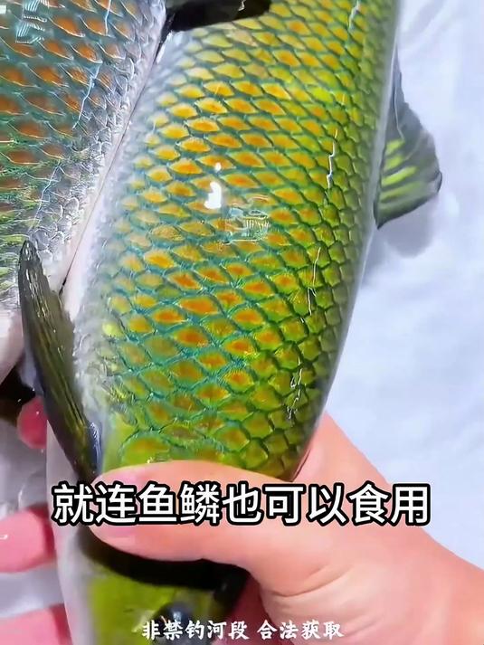 带你认识8种鱼,你吃过哪种?
