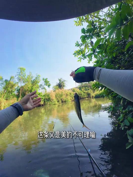 深潭野钓舒服了，黄金大板鲫，三角鲤，大攀鲈还有大罗非