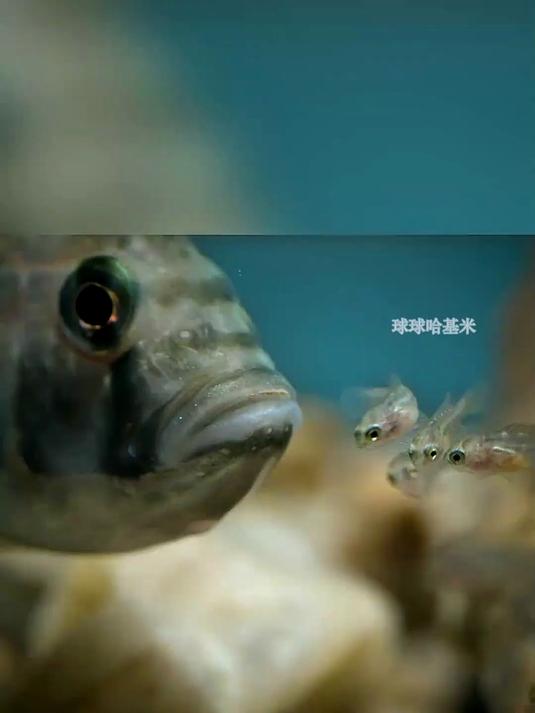 杜鹃鲶鱼的繁殖策略