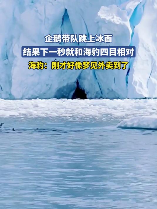 企鹅带队跳上冰面,结果下一秒就和海豹四目相对,海豹:刚才好像梦见外卖到了#乘风计划#