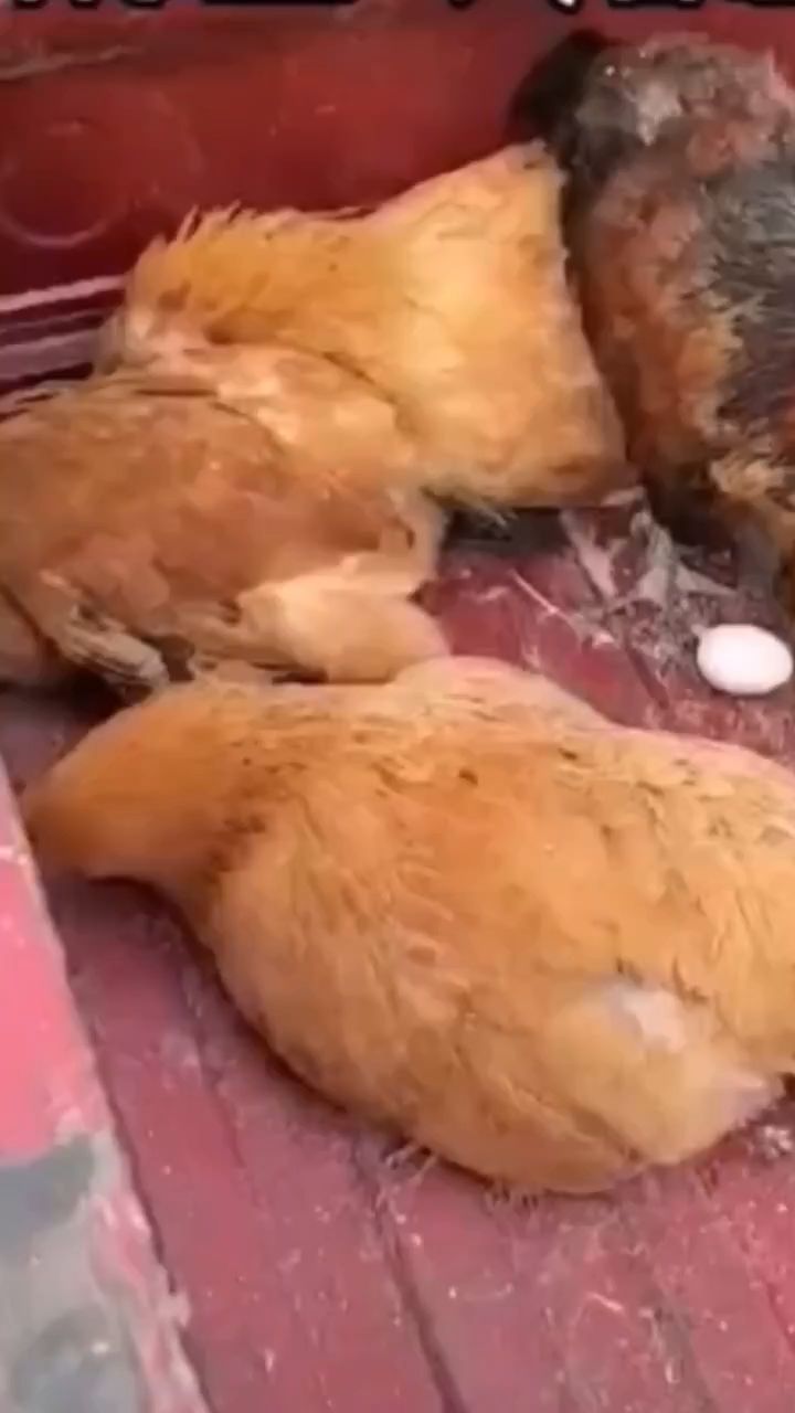 闭眼缩脖拉黄绿便是典型的大肠杆菌症状