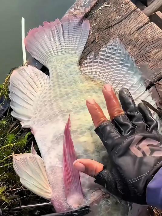 钓罗非，让你轻松爆护的饵料