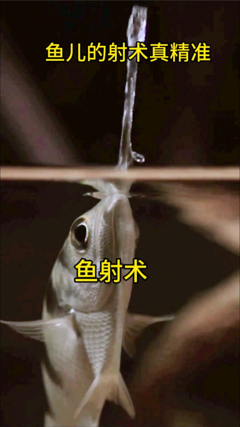 鱼儿的射术真的好精准!