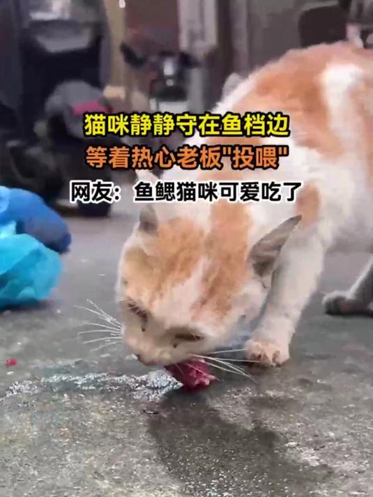 猫咪静静守在鱼档边，等着热心老板投喂，网友：鱼鳃猫咪可爱吃了
